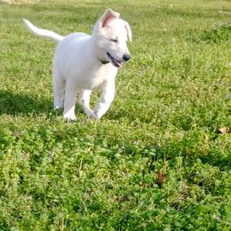 Iolite -Purple - White female German Shepherd puppy in Grimes County, Texas from Double H German Shepherds