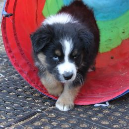 Smudge - Black tri-color male Australian Shepherd puppy in Sonoita, Arizona from Gardner Canyon Kennels