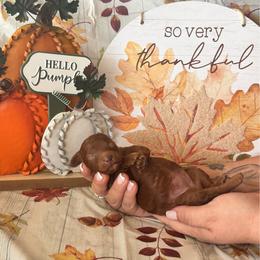 Velma (Purple) - Red  female Poodle puppy in Calimesa, California from Teakwood Poodles of SoCal