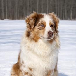 Tonto - Miniature American Shepherd