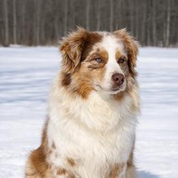 Tonto - Miniature American Shepherd