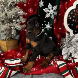 Iverson - Black and rust male Doberman Pinscher puppy in Aredale, Iowa from Royal Dynasty Dobermann Kennel