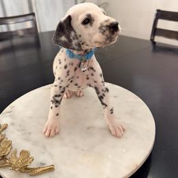 Doopey - White and black male Dalmatian puppy in Queen Creek, Arizona from Lala's Polka Dots