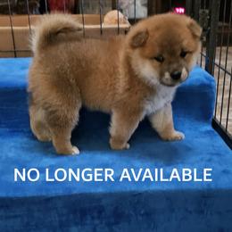 Ryou - Red male Shiba Inu puppy in Tucson, Arizona from Tanitaki Shibas