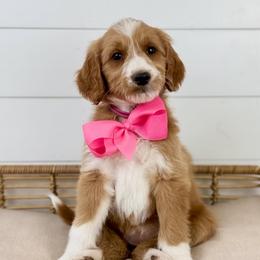 Cherry - Hot Pink Collar - Apricot female Goldendoodle puppy in The Woodlands, Texas from Golden Fields Doodles