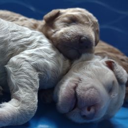 Poodle Puppies from All Poodle No Doodle