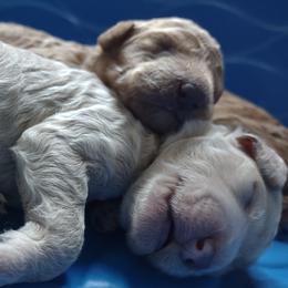 Poodle Puppies from All Poodle No Doodle
