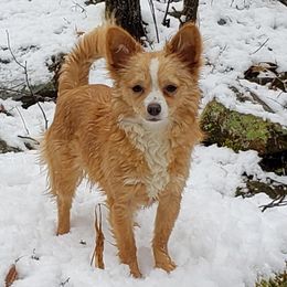 Genna - Chihuahua