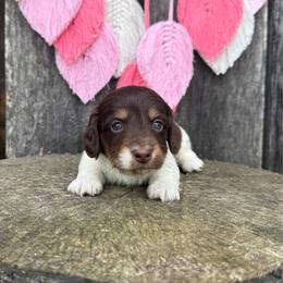 Hopper - Piebald male Dachshund puppy in London, Kentucky from Steele Half Acre Homestead