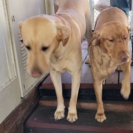 Labrador Retriever puppies from Valentine's Red Fox Labrador Retrievers