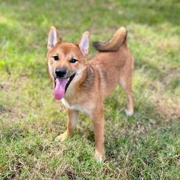 Kaiju - Red male Shiba Inu puppy in Houston, Texas from Sakura Blossom Shibas