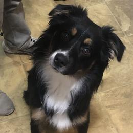 Tobie - Miniature Australian Shepherd