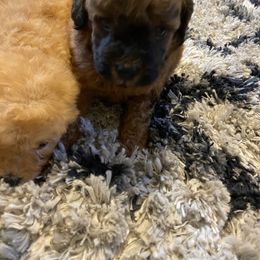 Goldendoodle and Poodle Puppies from South Sound Doodles