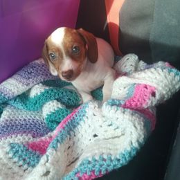 Dachshund Puppies from Mystical dachshund express