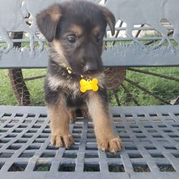 Athena.   Yellow - Black and tan German Shepherd puppy in Mccool Junction, Nebraska from Sininger Lagoon
