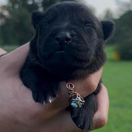 Today - Sable male German Shepherd puppy in Salem, Ohio from von den Kilöff Working German Shepherds