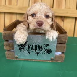 Woody - Buff male Cockapoo puppy in Connersville, Indiana from MoonShine Babies