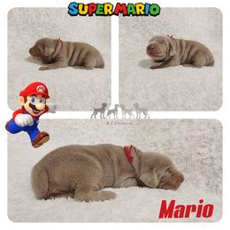 MARIO - Silver gray male Weimaraner puppy in Ferrum, Virginia from LAAT Weims