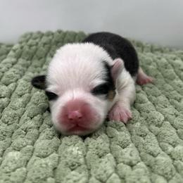 Patty - Black and tan female Pembroke Welsh Corgi puppy in Waco, Texas from The Comma Corgis