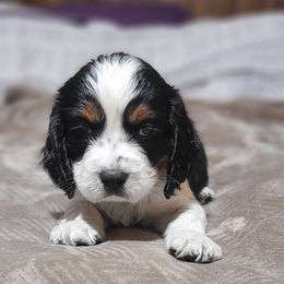 English Springer Spaniel Puppies from Rocky Top Springer Spaniels