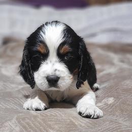 English Springer Spaniel Puppies from Rocky Top Springer Spaniels