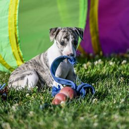 Whippet Puppies from Winstar Whippets