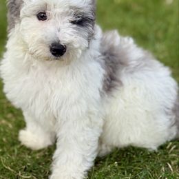 Aries - Grey and white male Bernedoodle puppy in Larimer County, Colorado from Puppy Love Doodles
