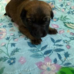 Nala - Sable female Working Dog Cross puppy in Sheridan, Arkansas from Dark Sky Kennels