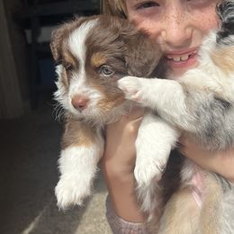 Toy Australian Shepherds from Kagarice Family
