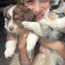 Toy Australian Shepherds from Kagarice Family
