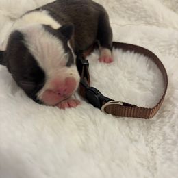 Boy 3 - Brindle and white male Boston Terrier puppy in Sunnyside, Washington from Boston Terriers
