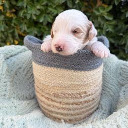 Colin - Parti male Goldendoodle puppy in Barstow, California from Golden Desert Doodles