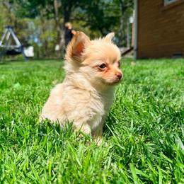 Pippin - Blue fawn female Chihuahua puppy in Seneca, Missouri from Stephanie’s Puppy Colony