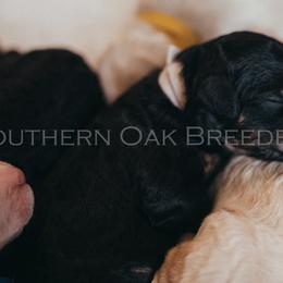 Bernedoodle Puppies from Southern Oak Breeder LLC