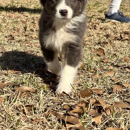 Australian Shepherd Puppies from Haven Farms Australian Shepherds
