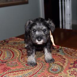 Schnapps - Salt and pepper female Miniature Schnauzer puppy in Hamptonville, North Carolina from Alabama Havanese Kennel Tidewater Kennel