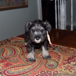 Schnapps - Salt and pepper female Miniature Schnauzer puppy in Hamptonville, North Carolina from Alabama Havanese Kennel Tidewater Kennel