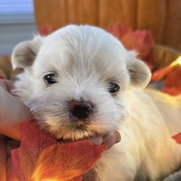 Chip - Health tested parents - White male Maltese puppy in Greenville, North Carolina from Amanda's Sugar Sweet Puppies