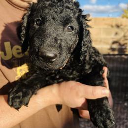 Curly-Coated Retriever Puppies from CHAPARRAL CURLY RETRIEVERS