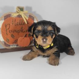 Yellow collar girl - Black and tan female Yorkshire Terrier puppy in Jacksonville, Florida from Yorkieology