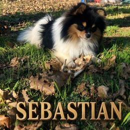 Sebastian - Pomeranian