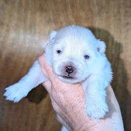 June - White female Pomsky puppy in Spring Hill, Florida from www.PuppyTimeEmporium.com