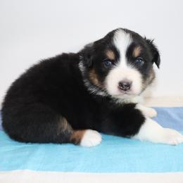 Girl 2 - female Australian Shepherd puppy in Colorado from Firestone Australian Shepherds