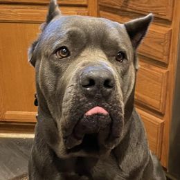Cane Corso from Impero 212