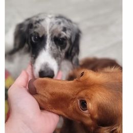 Dachshunds from The Doxies