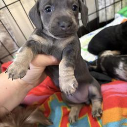 Blue and cream girl - Blue and cream female Dachshund puppy in Centralia, Washington from FairyTail Dachshunds