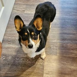 Molly - Pembroke Welsh Corgi
