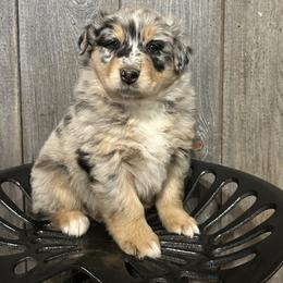 Red Collar Boy - Blue merle male Australian Shepherd puppy in Van Wert, Ohio from Northwest Ohio Aussies