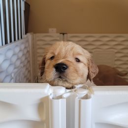 Golden Retriever Puppies from Middlecreek Goldens