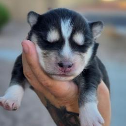 Asuna - Gray and white female Siberian Husky puppy in Buckeye, Arizona from Anime Huskies